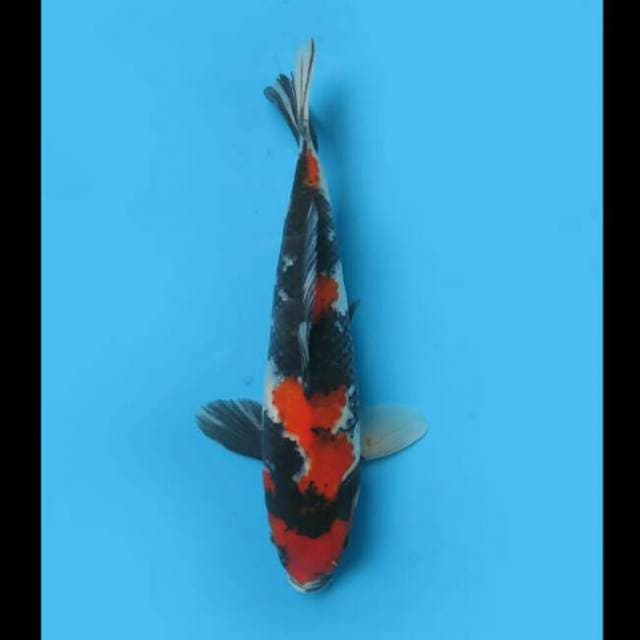 33cm Male - Showa Sanshoku Hq 
