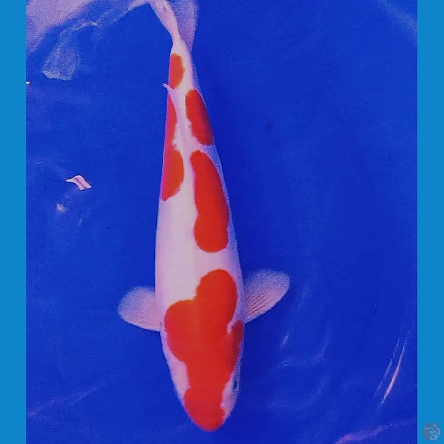 Deep red doitsu kohaku murni male 33 cm