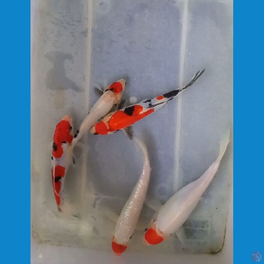 *PAKET MIX//16-23 CM*