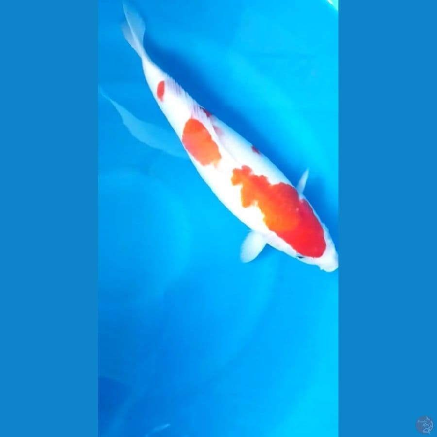 kohaku 42cm