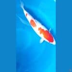 kohaku 42cm