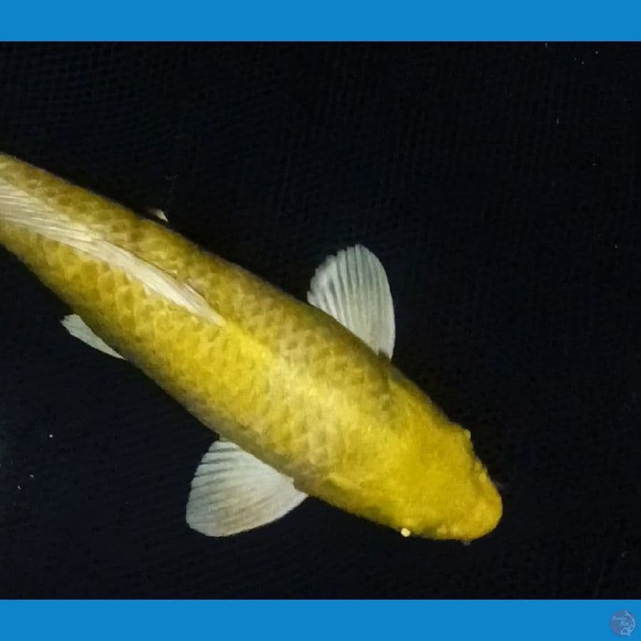 ready Show yamabuki ogon male 37