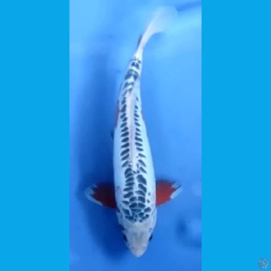 SHUSUI jantan #32cm
