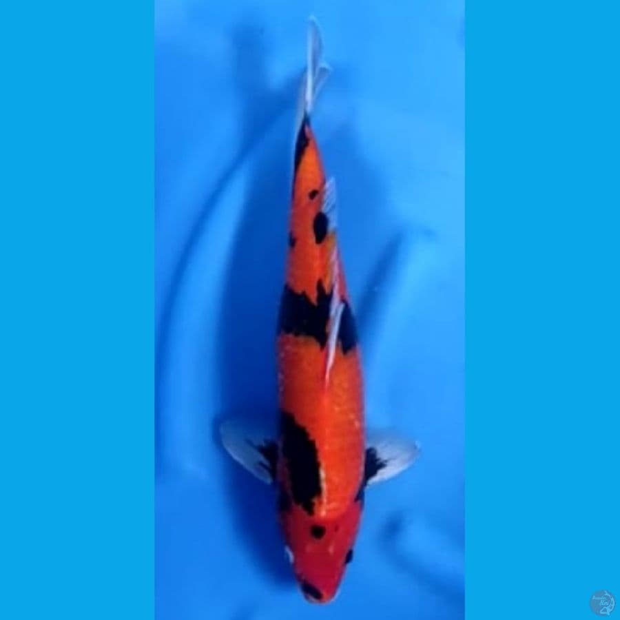 SHOWA jantan #41cm