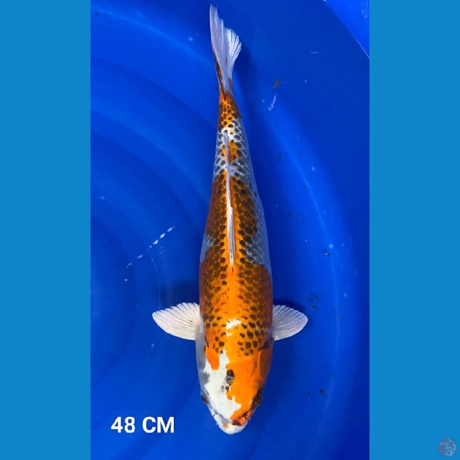 KUJAKU FEMALE