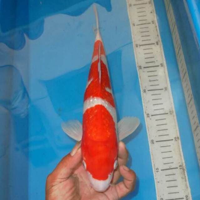 KINGINRIN SANDAN KOHAKU BLINK BLINK