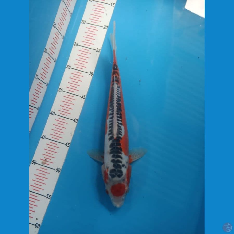 TANCHO SHUSHUI 27CM