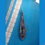 TANCHO SHUSHUI 27CM