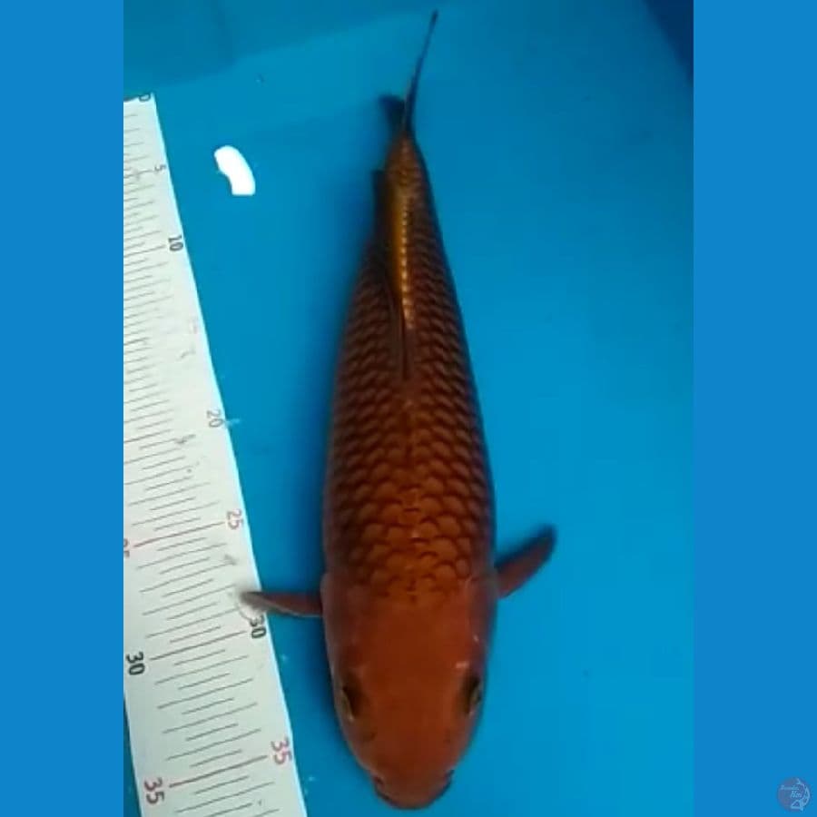 Baby Face male 35 cm 