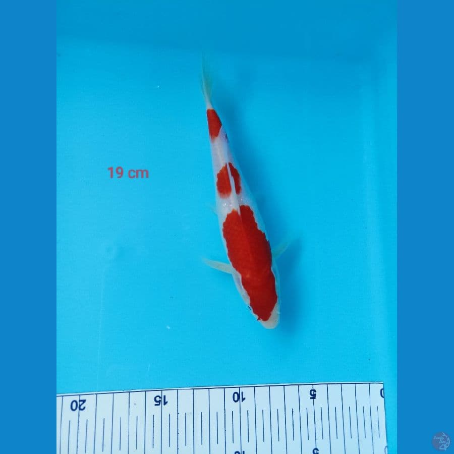 strong kohaku 19 cm
