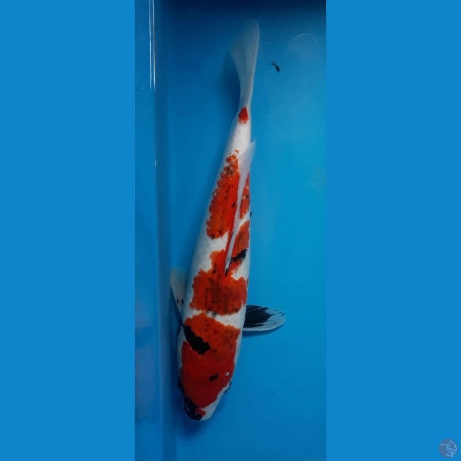 36cm 