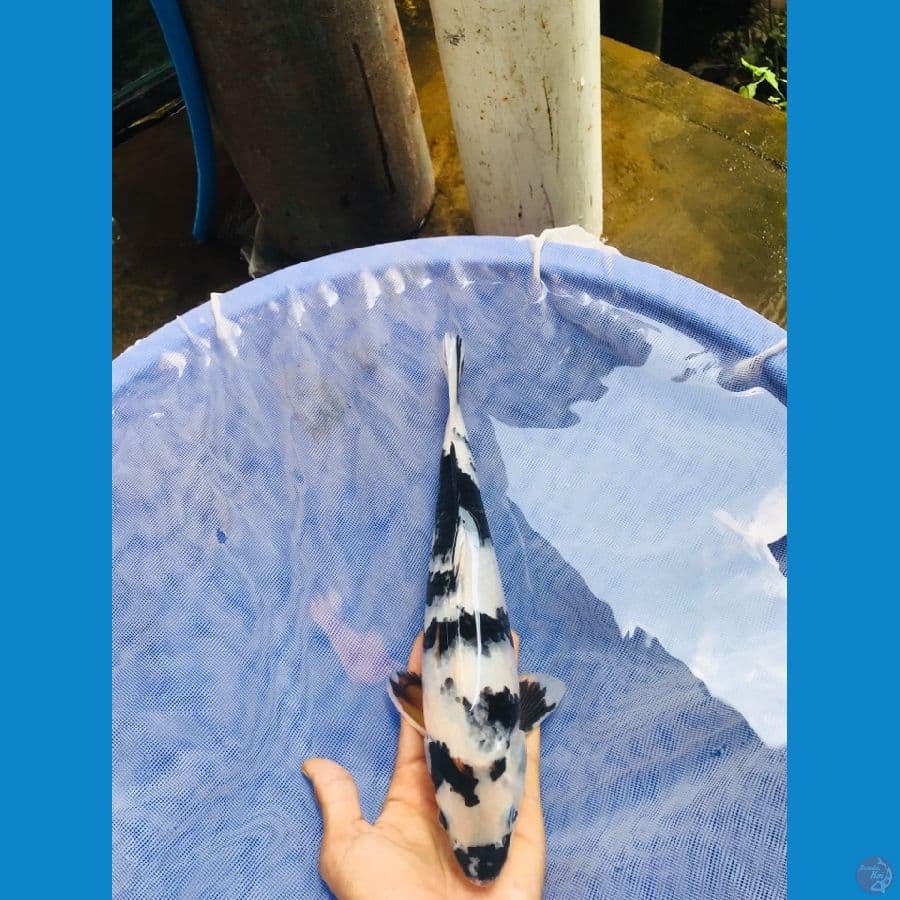 SHIRO bahan keeping SQ 32cm Male
