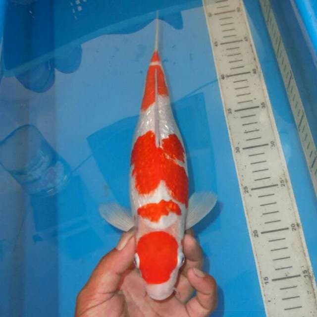 KINGINRIN KOHAKU