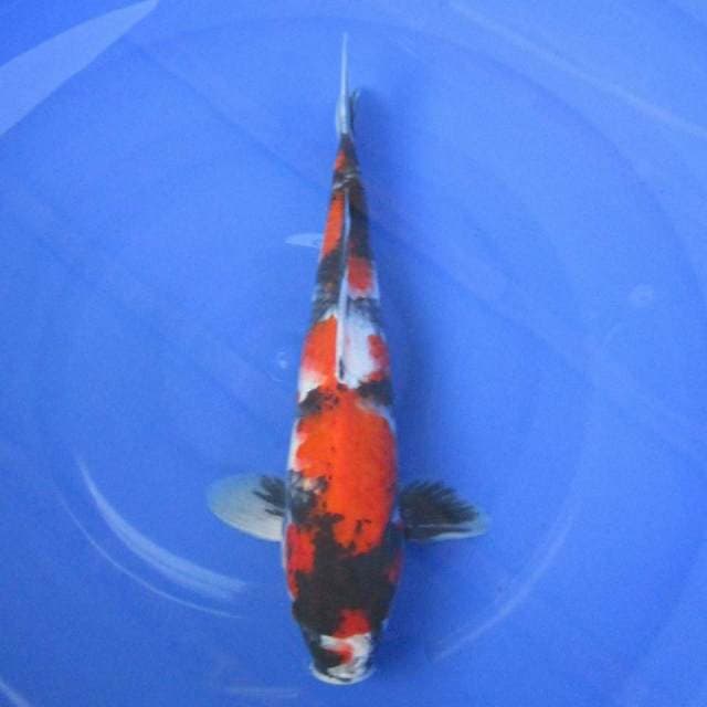 Near Koi - Showa 29cm