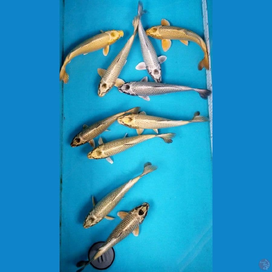 MIX MUKASHI 25 - 29 CM