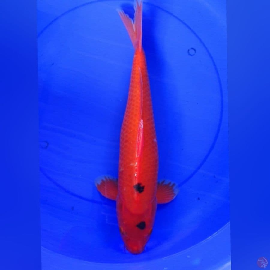 BENIGOI 45cm