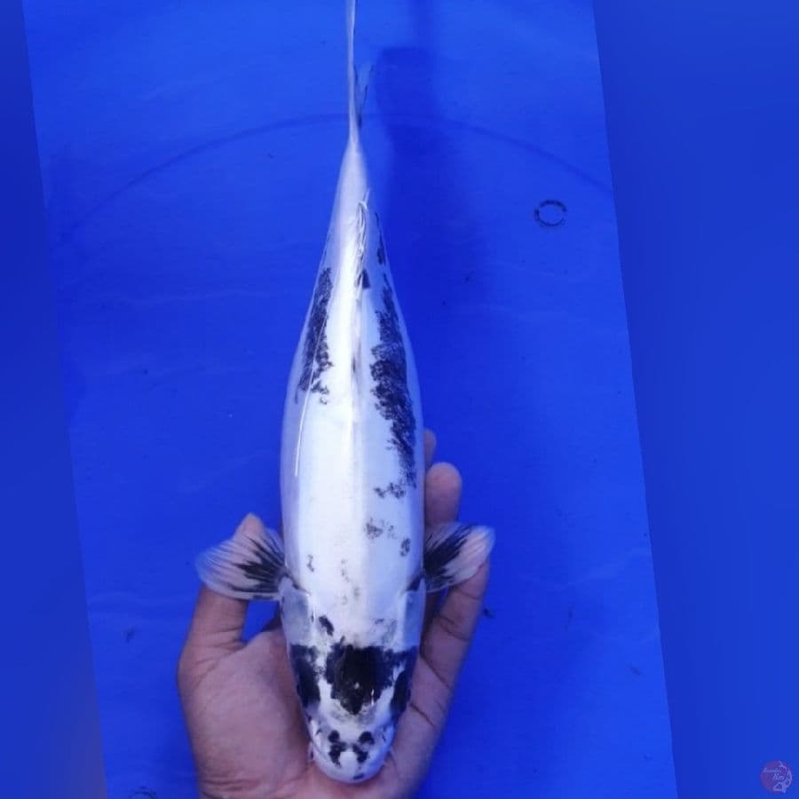 ANTIKAN 34CM