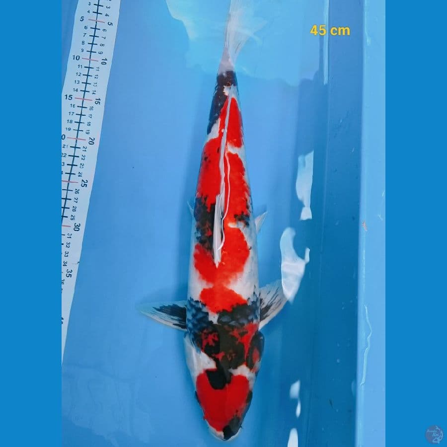 maruten 45 cm