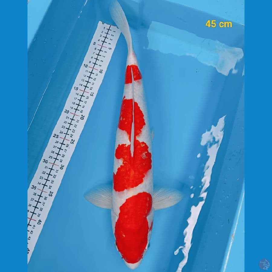 Kohaku male 45 cm