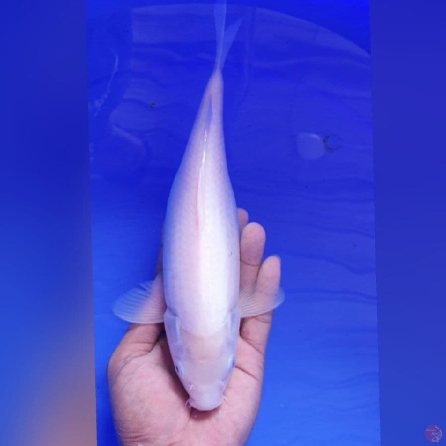 KAWARIMUJI 28CM