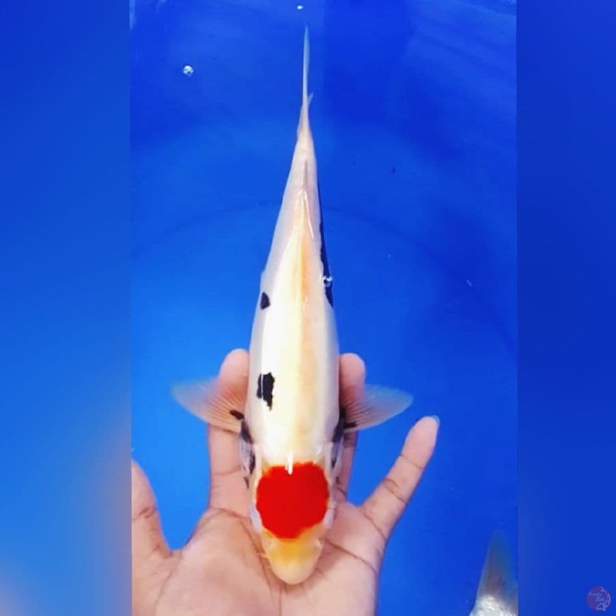 TANCO KUMON 30CM