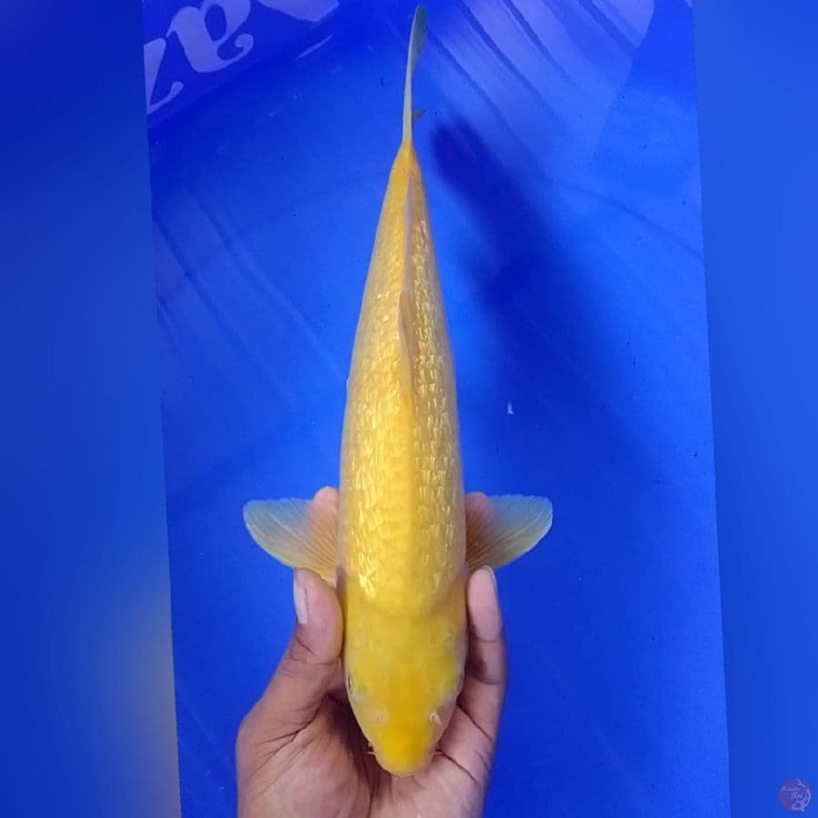 KARASI GINDRIN 37CM