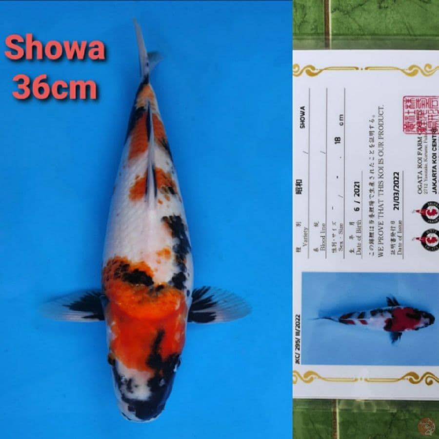 OGATA SHOWA 36CM SERTI