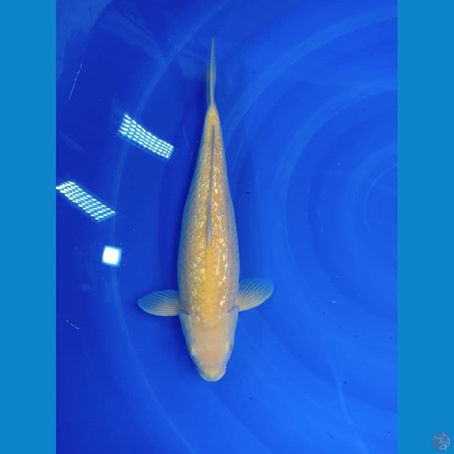karasi ginrin MM male 40 bu