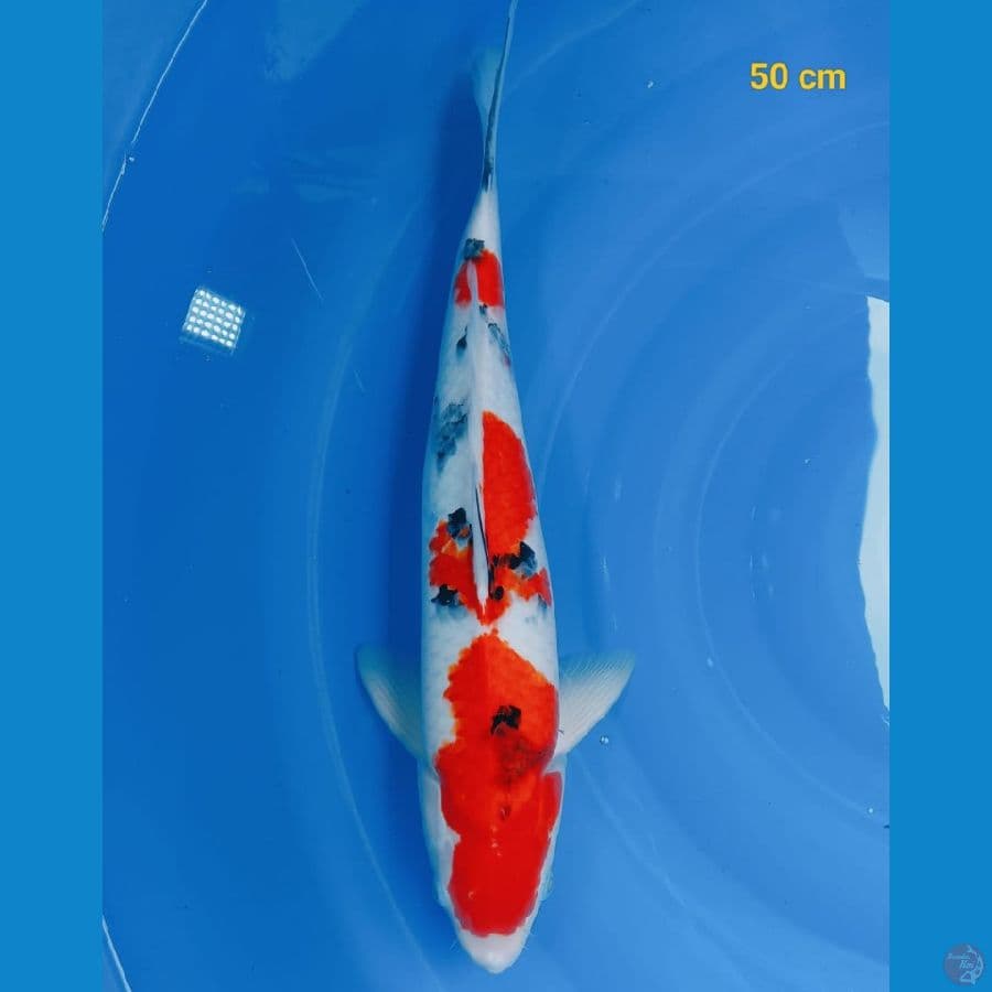SQ sanke male 50 cm