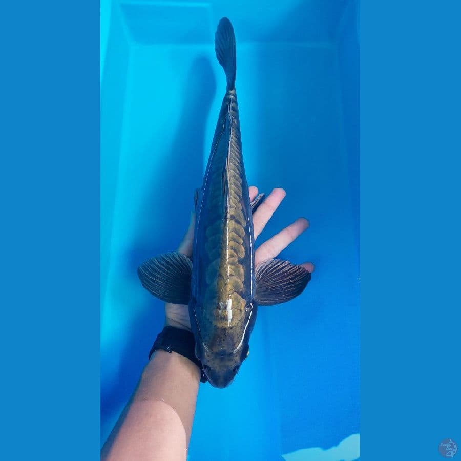 black mamba mukasi male 42cm 