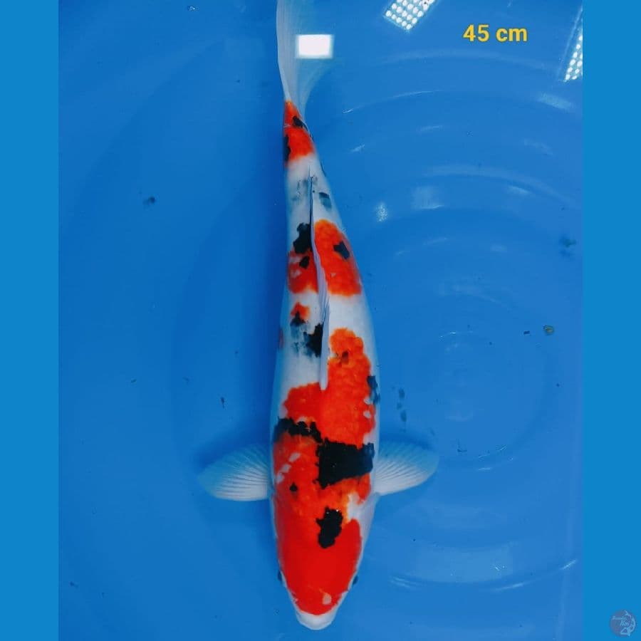 sanke 45 cm