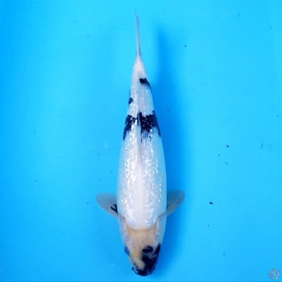GINRIN MENYALA 31 CM MALE