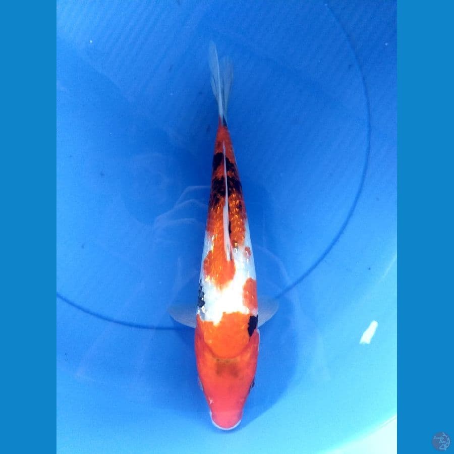 Showa 30cm/Male