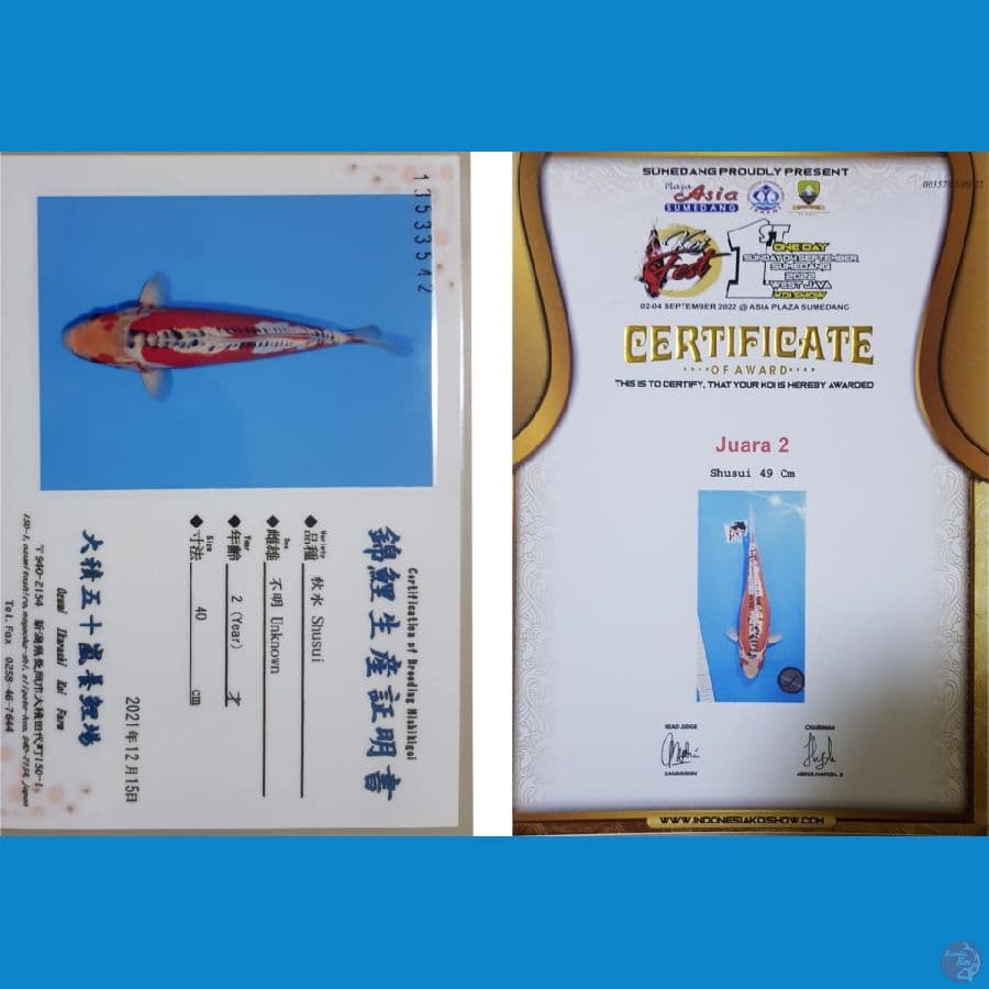 Shusui Impor, Prestasi Juara 2, Ready Show HIPMI
