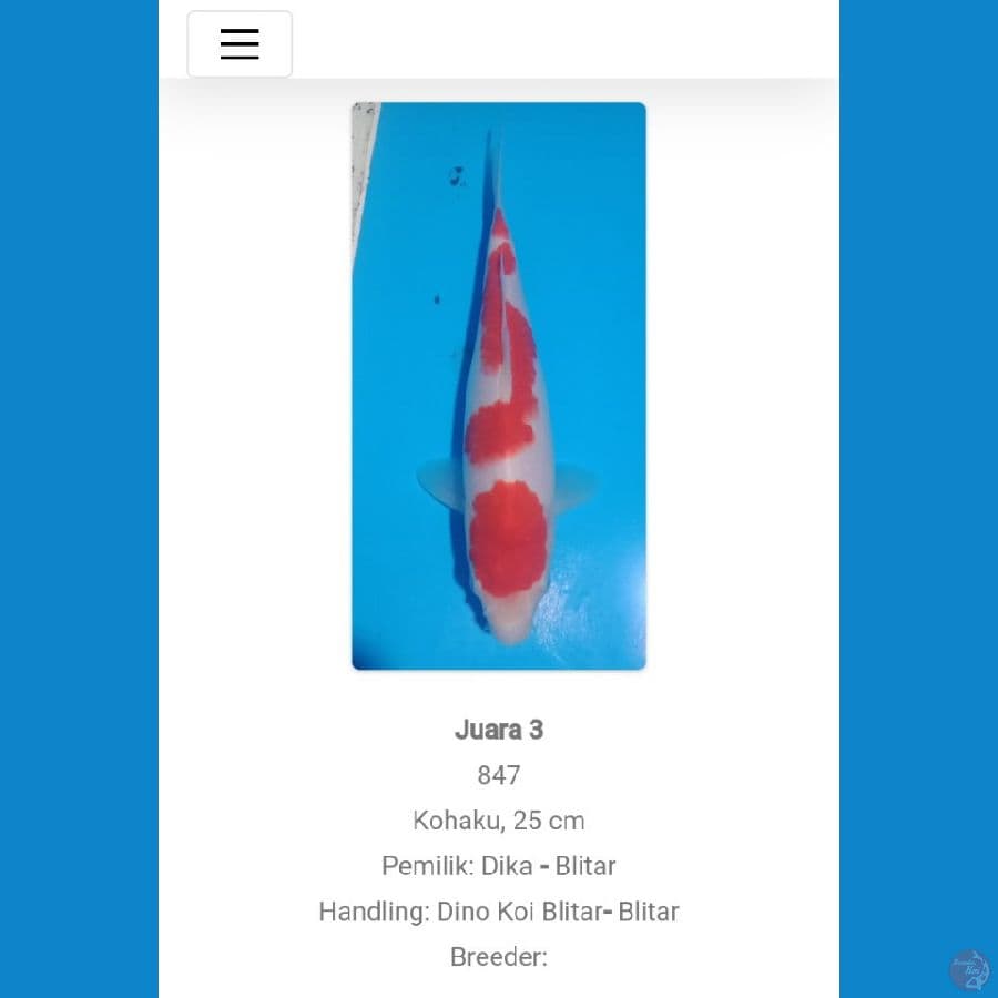 Kohaku 25 cm™✓