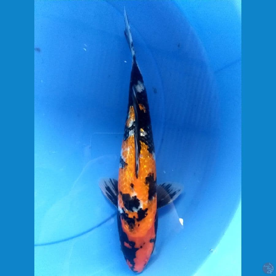 Showa 32cm/Male