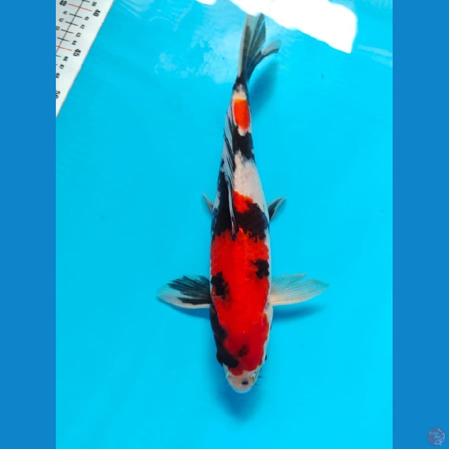 showa male 32cm
