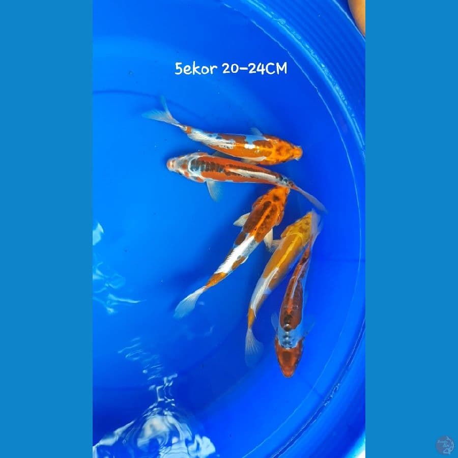5 Ekor 20-24CM