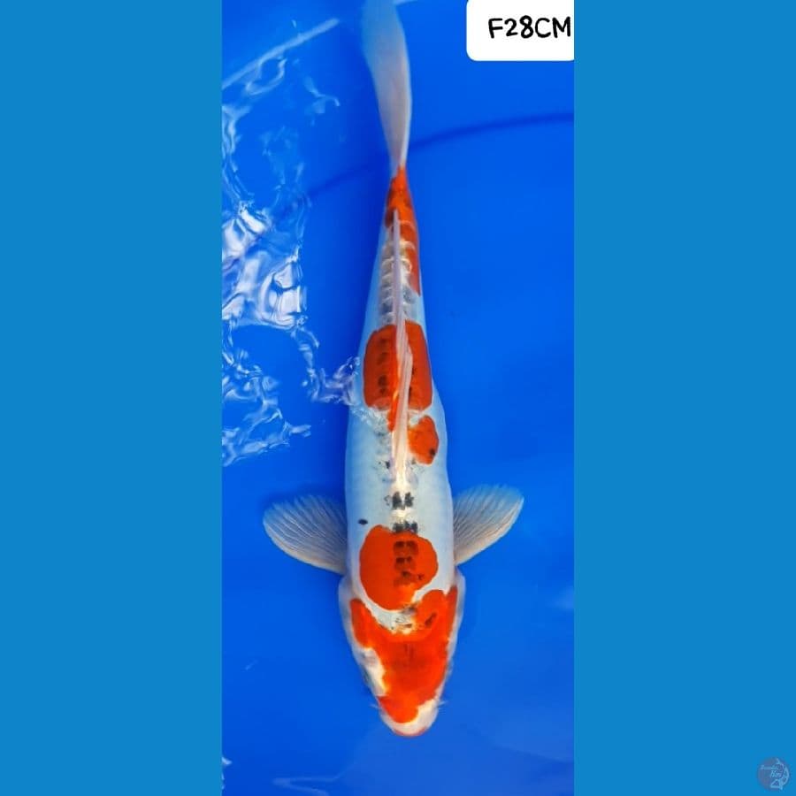 Kawari 28CM Female