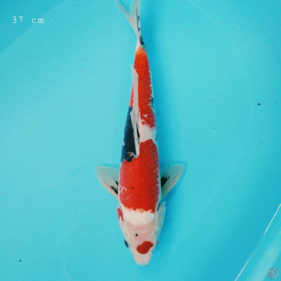 Showa 37 cm
