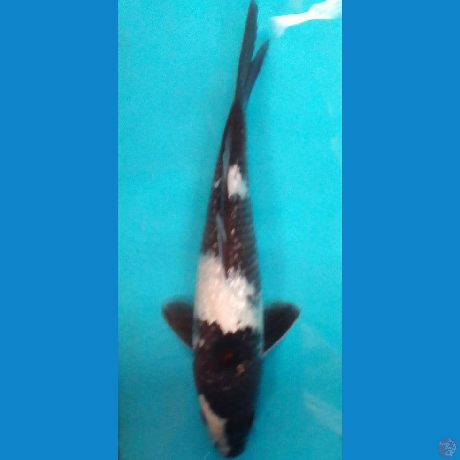 Shiro Ginrin 25cm/(Jenis Kelamin: tidak diketahui)