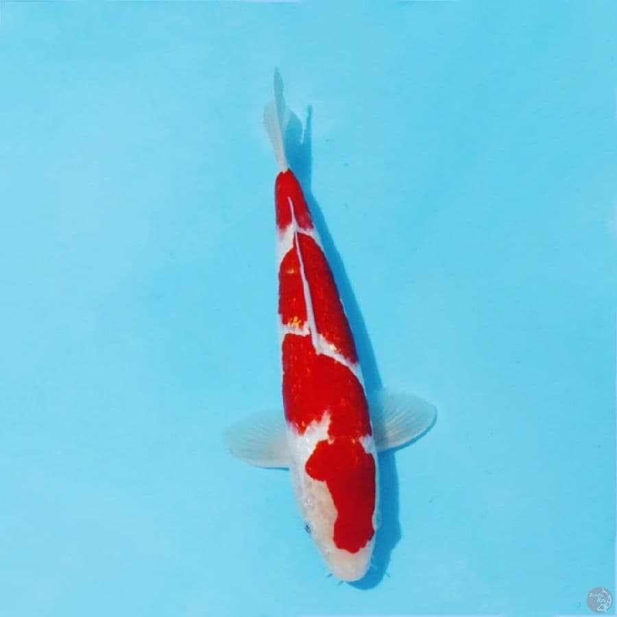 ٢ kohaku ginrin red strong size 25cm male