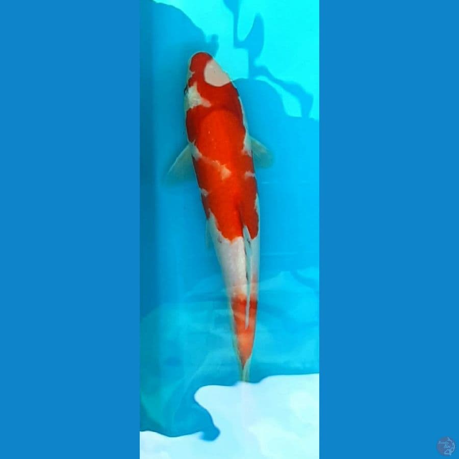kohaku