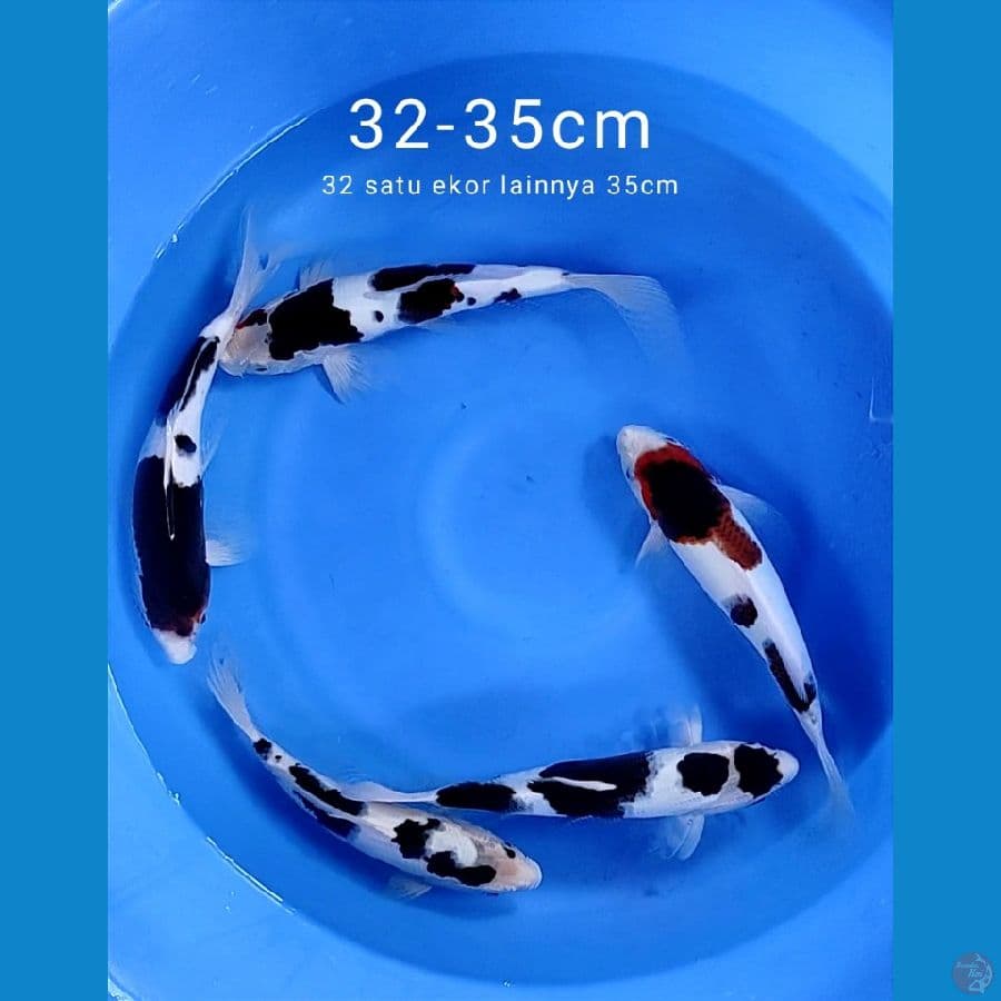 original 32-35cm