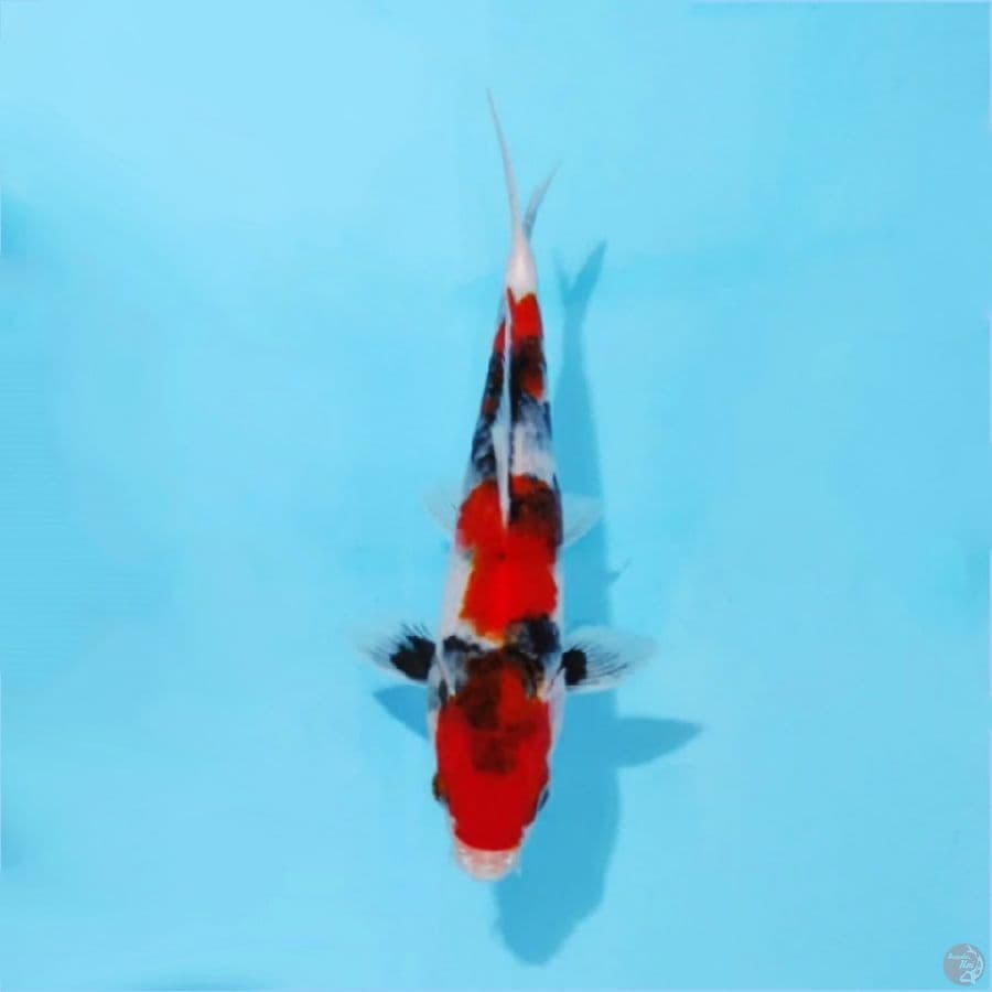 ٤. red showa sanshoku 3 step size 25cm