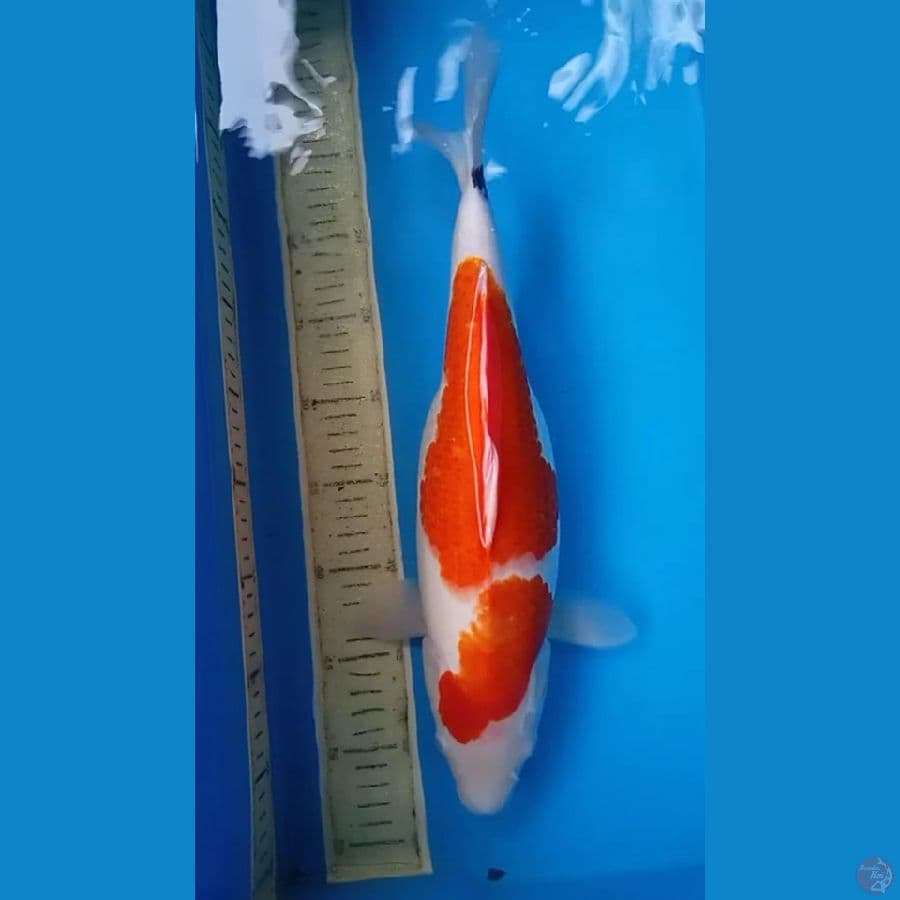 40.Cm Sanke gendong telur 