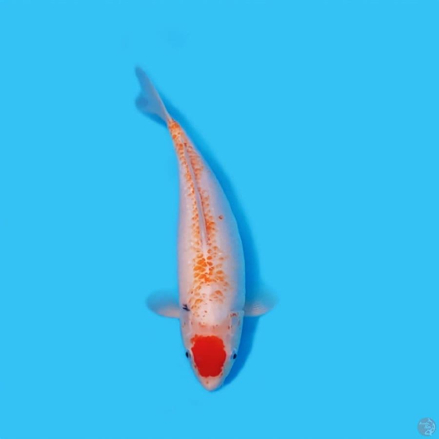 TANCHO KANOKO 33 CM - FEEMALE 
