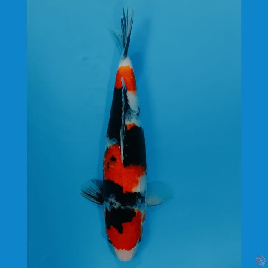 showa 42 cm