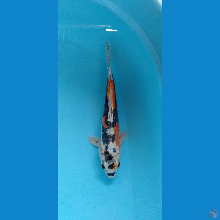 Kikokuryu M 30cm