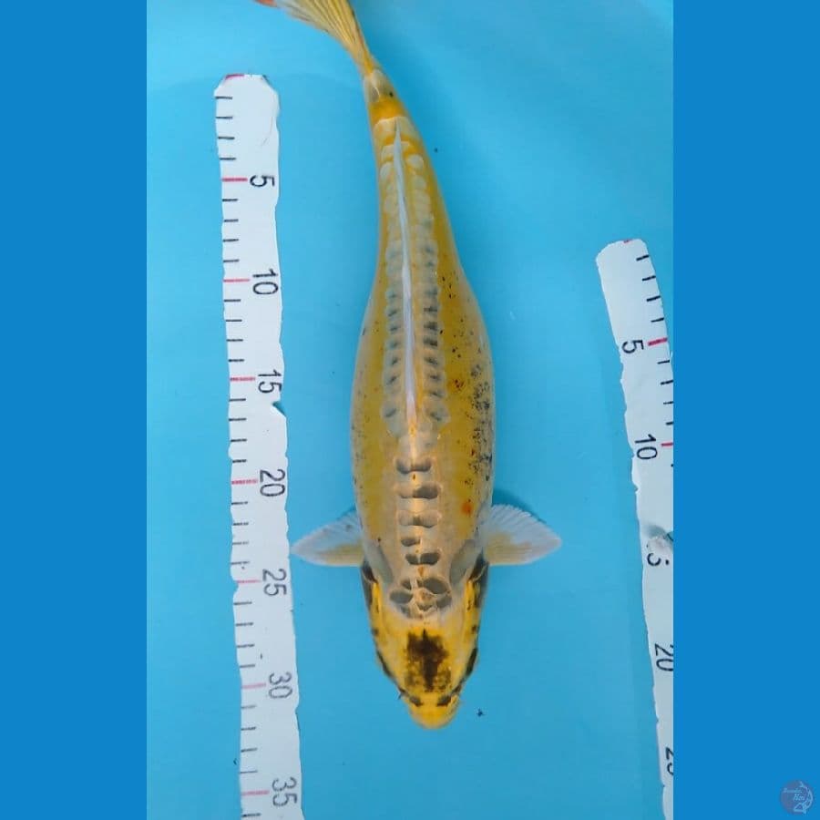 Kiko Kuning F 38cm